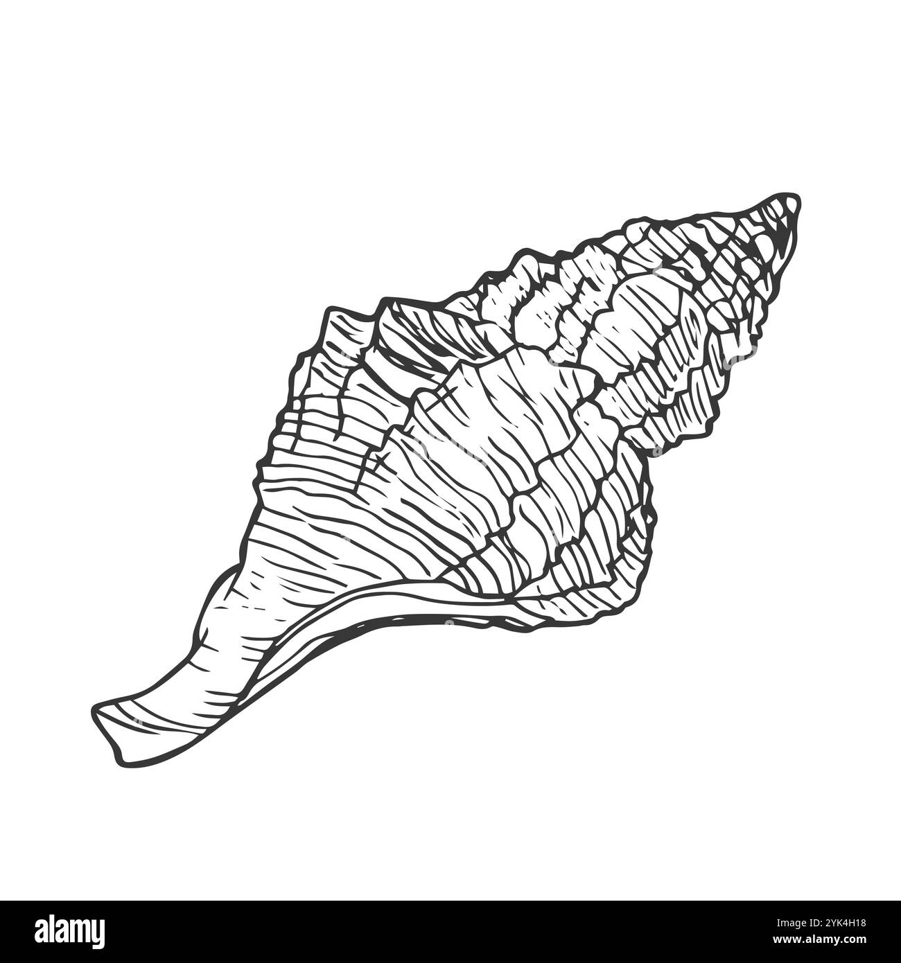 Illustration en noir et blanc d'une coquille à l'encre dessinée à la main. Graphiques vectoriels Seashells isolés Illustration de Vecteur