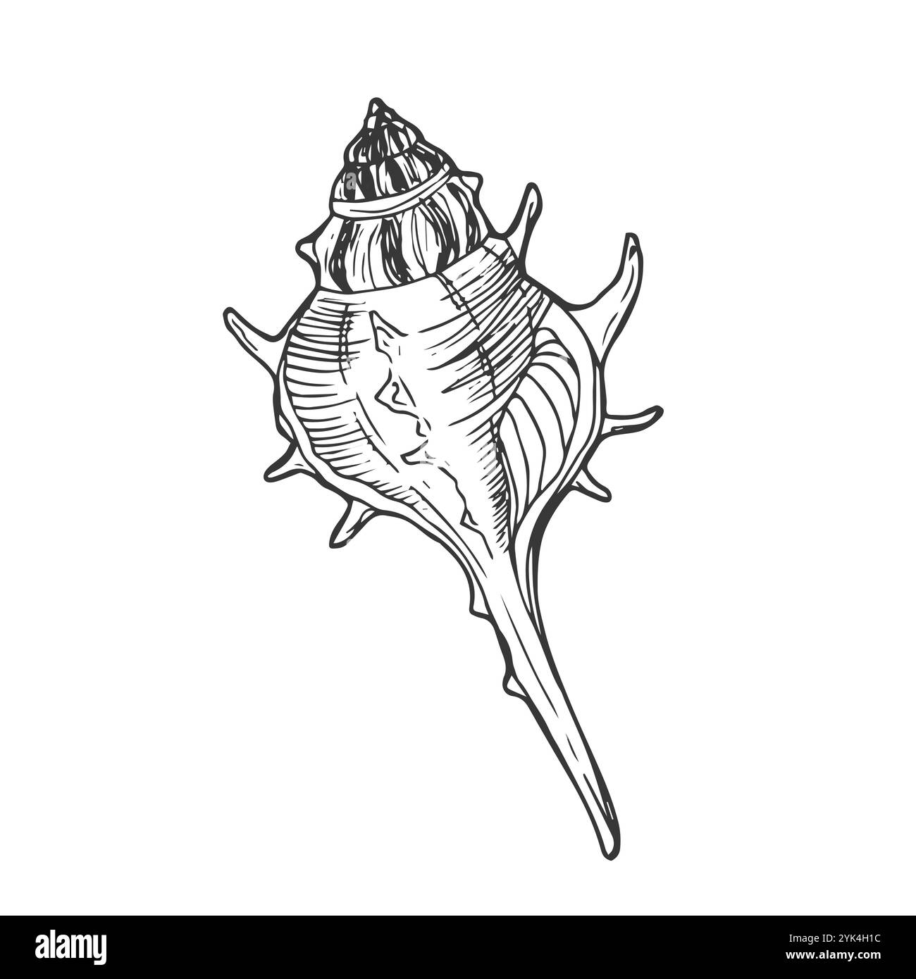 Vecteur isolé une seule grande grande longue coquille marine incolore noir et blanc ligne de contour Illustration de Vecteur