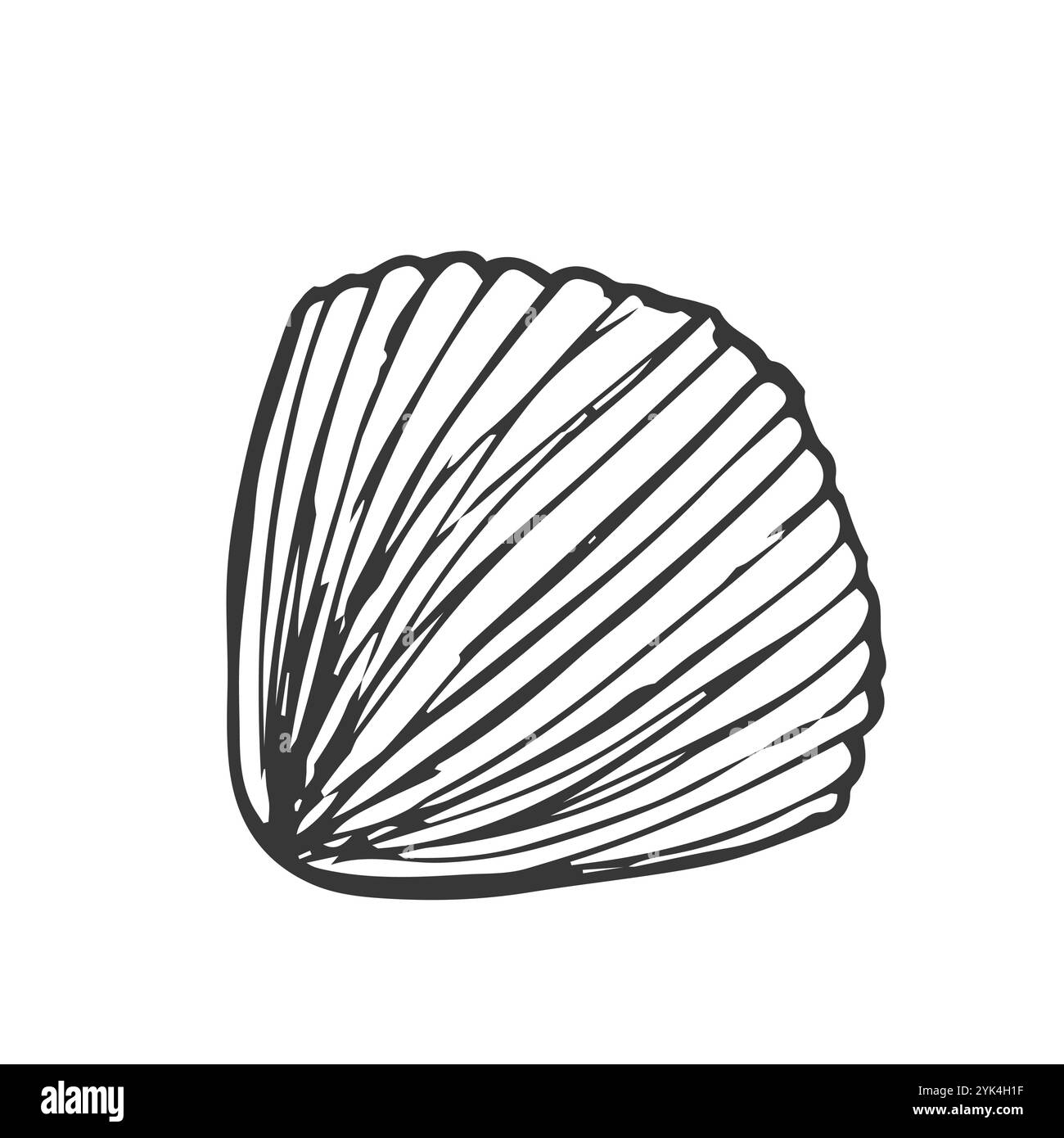 Coquillage, coquillage, vecteur sous-marin aquatique aquatique de la nature. Illustration de gravure marine Seashell dessinée à la main sur fond blanc Illustration de Vecteur