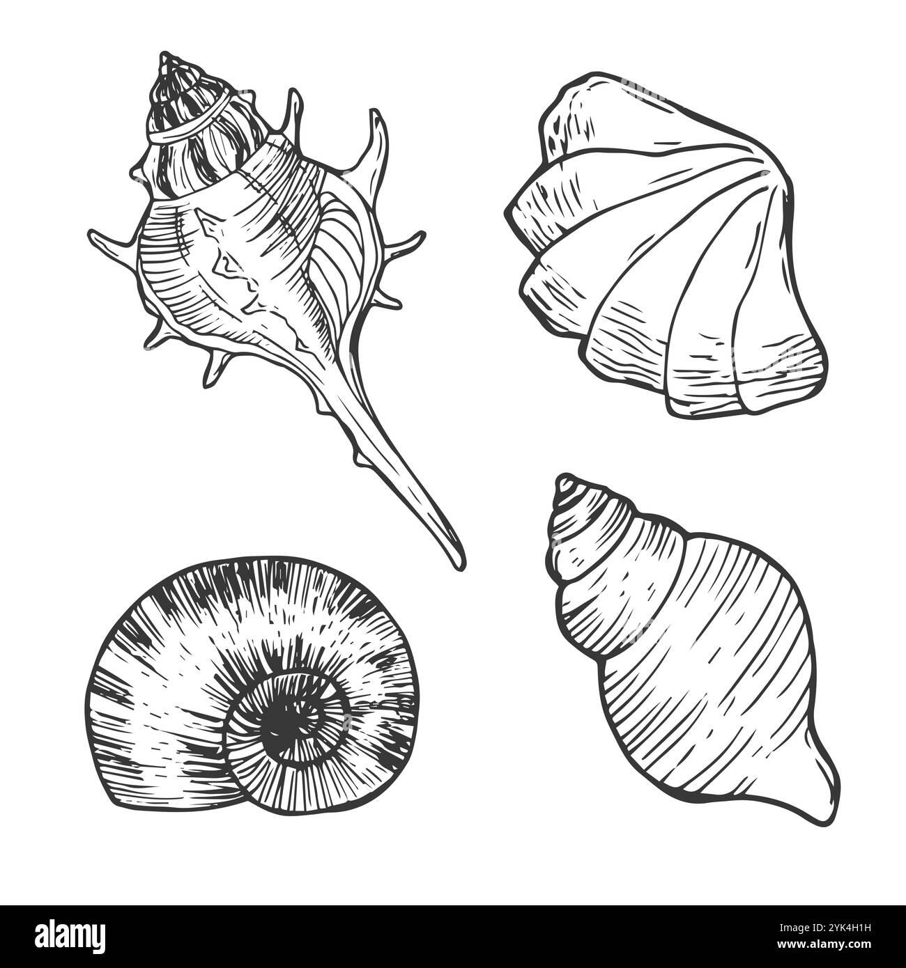 Ensemble de vecteurs coquillages. Illustration dessinée à la main sur fond blanc. Collection d'esquisses réalistes. Divers coquillages de mer de mollusques différentes formes, échin Illustration de Vecteur