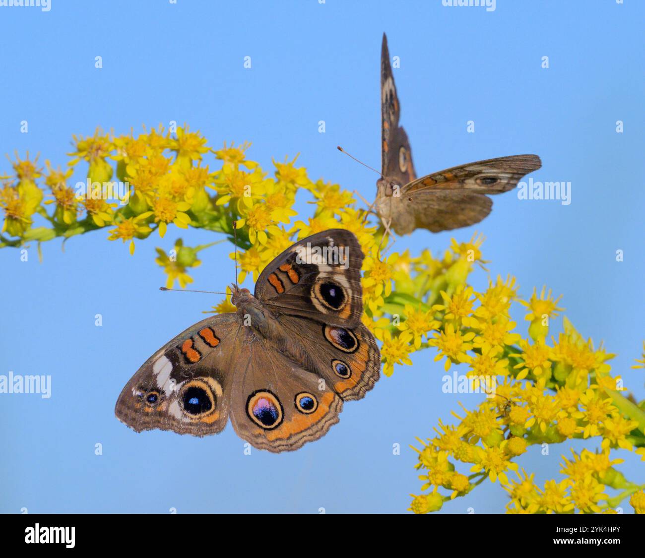 Les papillons buckeye (Junonia coenia) se nourrissant de verge d'or (Solidago sempervirens) en bord de mer fleurissent pendant la floraison automnale, Galveston, Texas, États-Unis Banque D'Images