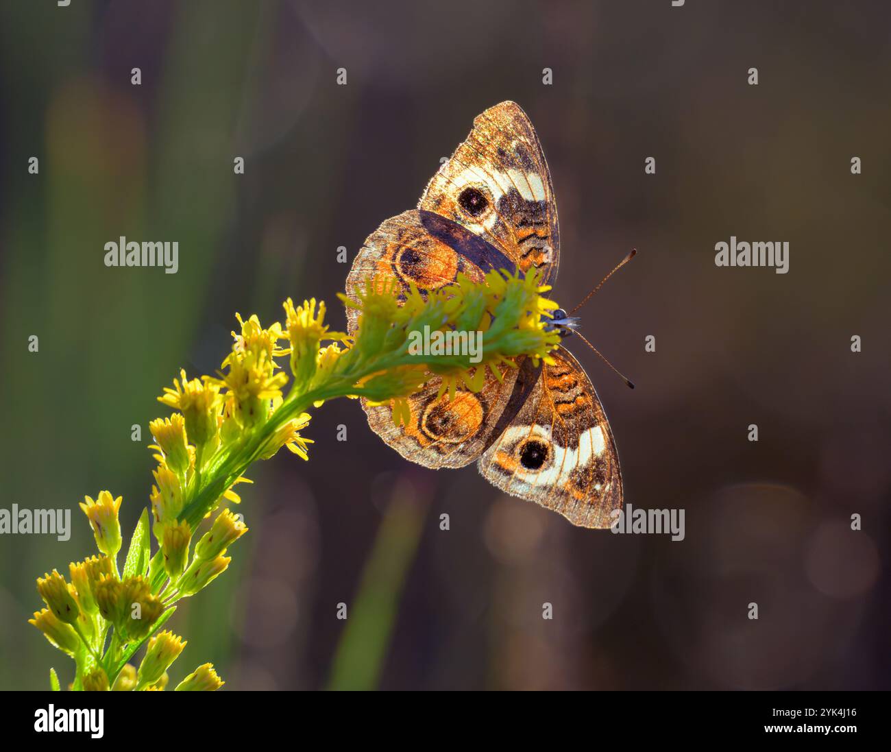 Papillon buckeye commun (Junonia coenia) se nourrissant sur la verge d'or (Solidago sempervirens) en bord de mer en fin de soirée avec rétroéclairage, Galveston, Texas, USA Banque D'Images