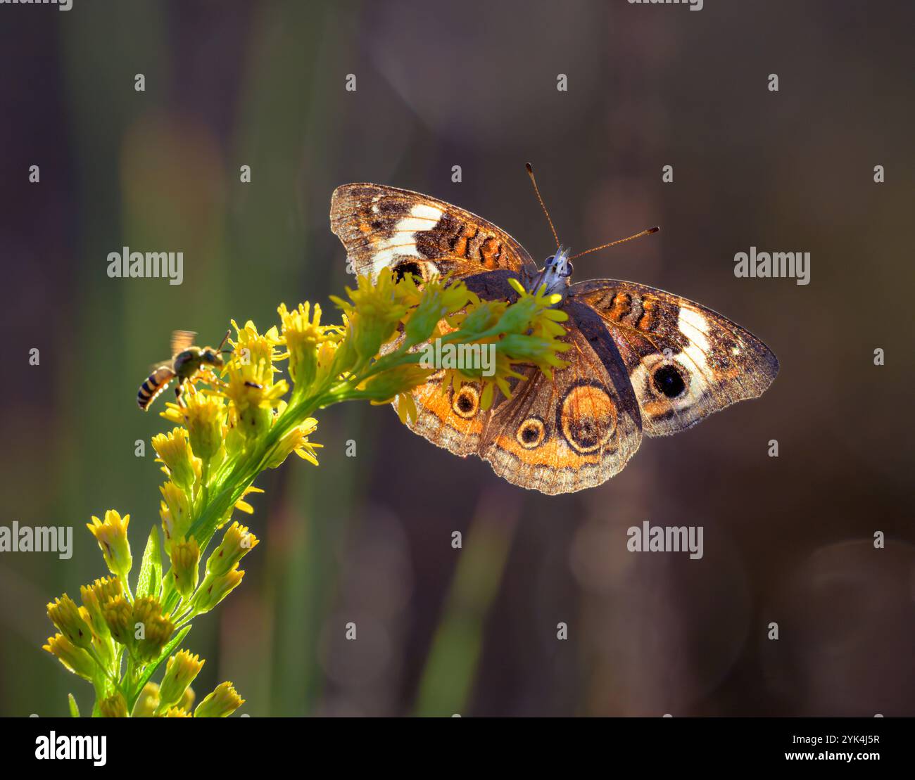 Papillon buckeye commun (Junonia coenia) se nourrissant sur la verge d'or (Solidago sempervirens) en bord de mer en fin de soirée avec rétroéclairage, Galveston, Texas, USA Banque D'Images