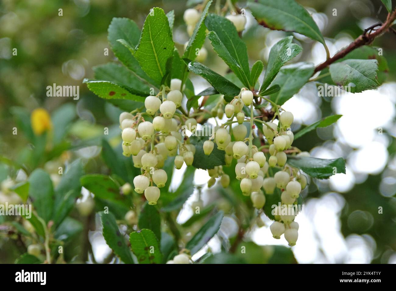 Fleurs blanches, de l'Arbutus unedo, communément appelé fraisier, en fleur. Banque D'Images