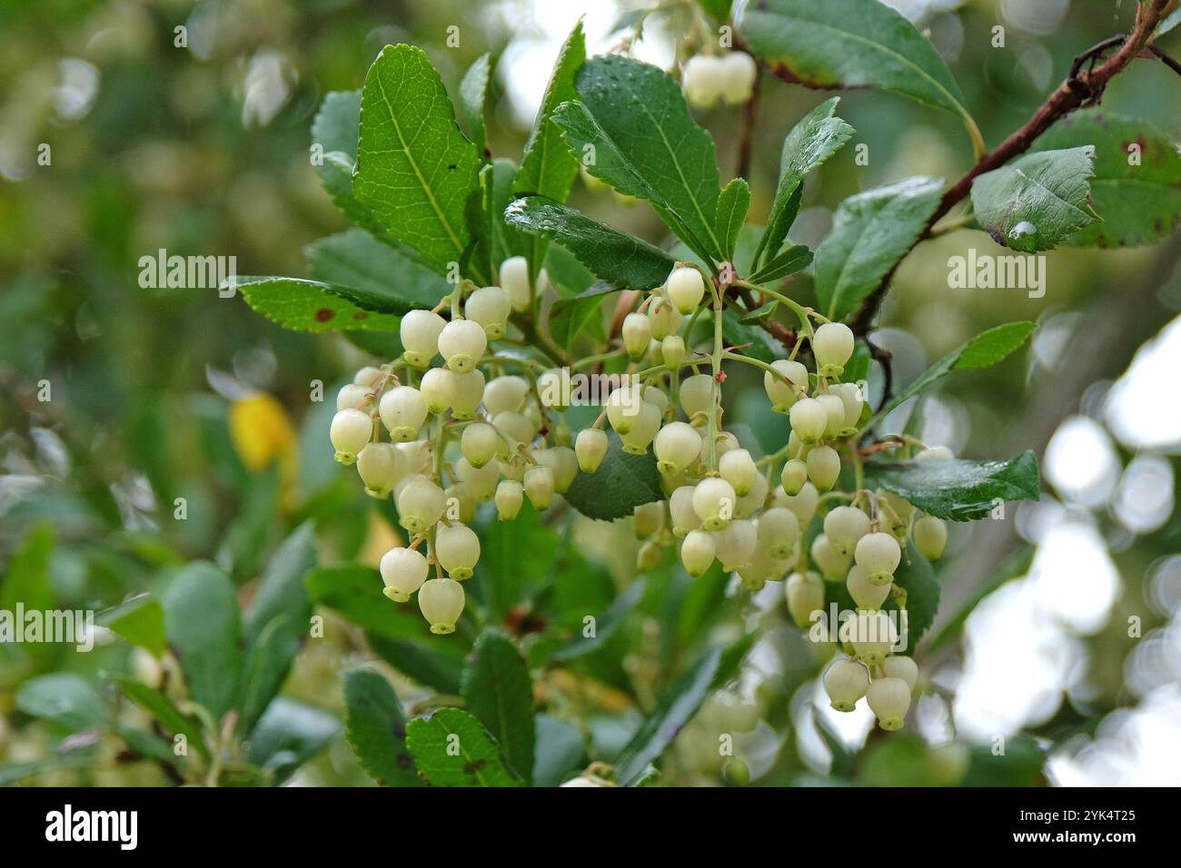 Fleurs blanches, de l'Arbutus unedo, communément appelé fraisier, en fleur. Banque D'Images