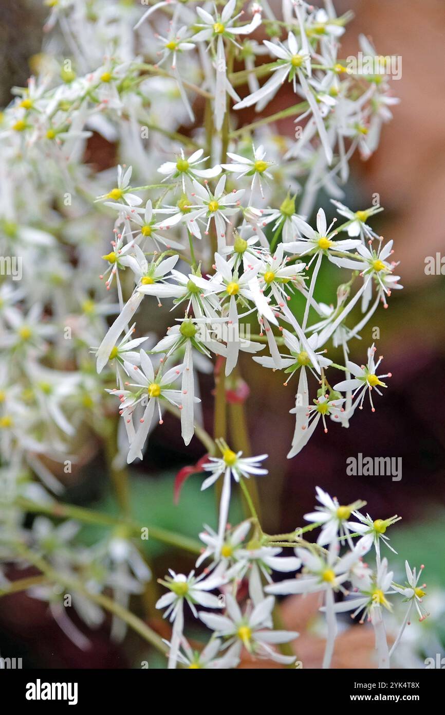 Blanc Saxifraga «BlackBerry et Apple Pie» également connu sous le nom de saxifrage, en fleur. Banque D'Images