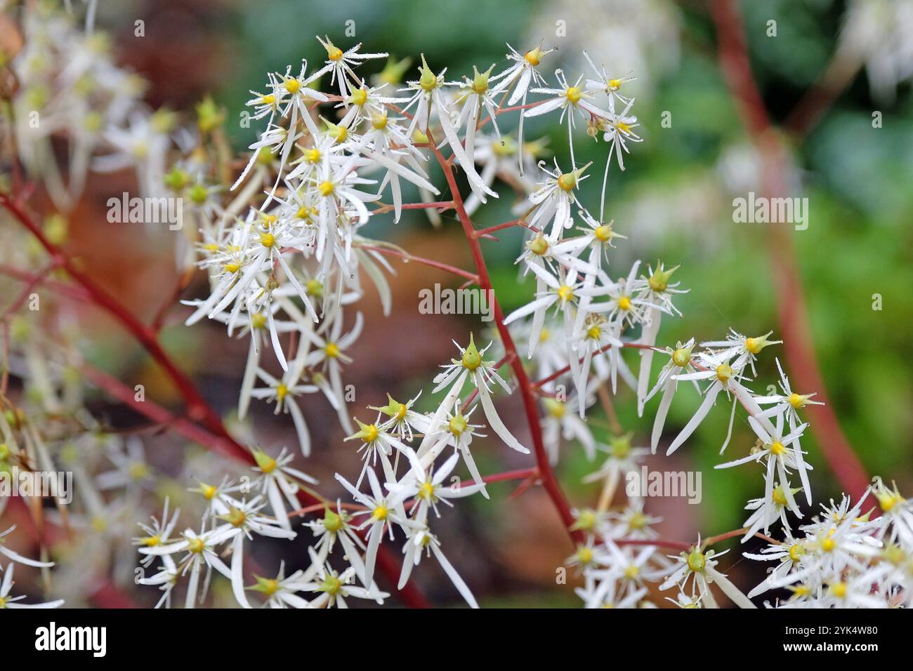 Blanc Saxifraga «BlackBerry et Apple Pie» également connu sous le nom de saxifrage, en fleur. Banque D'Images