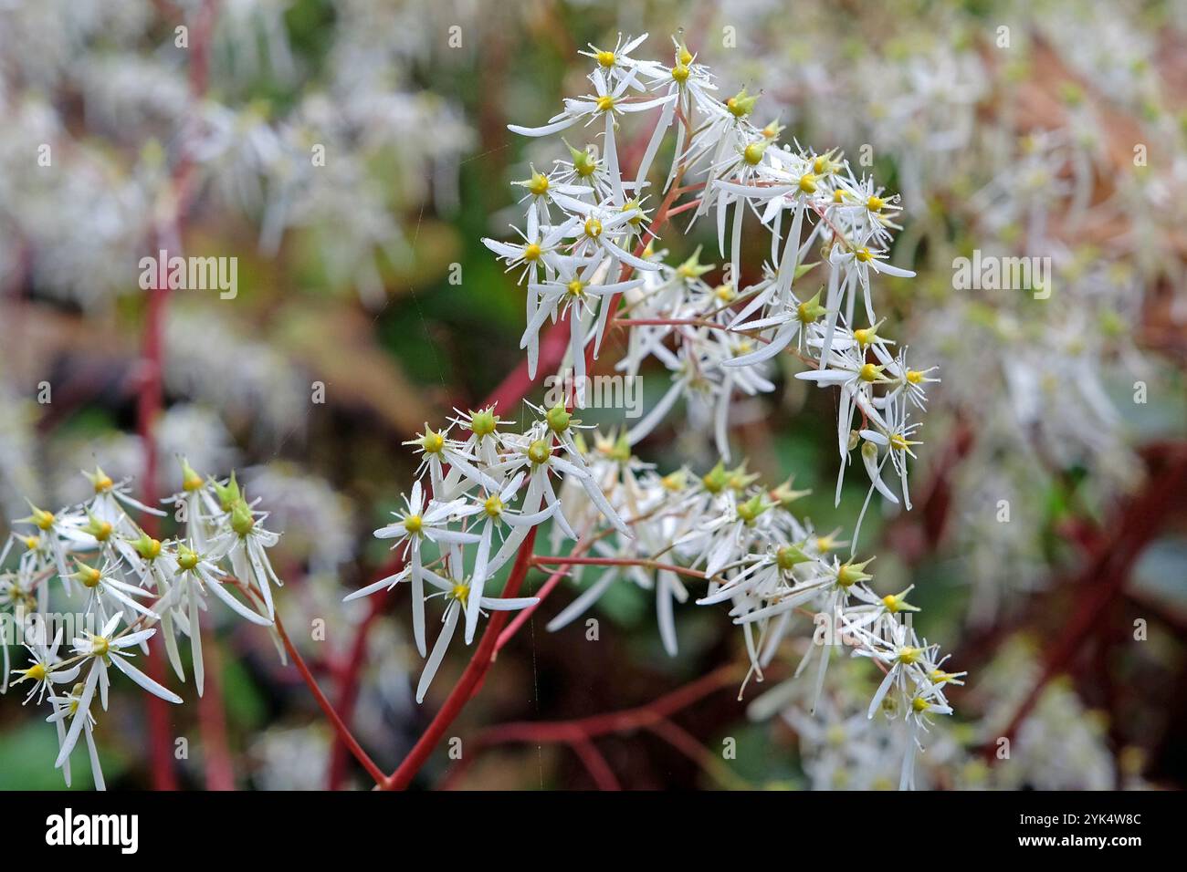 Blanc Saxifraga «BlackBerry et Apple Pie» également connu sous le nom de saxifrage, en fleur. Banque D'Images
