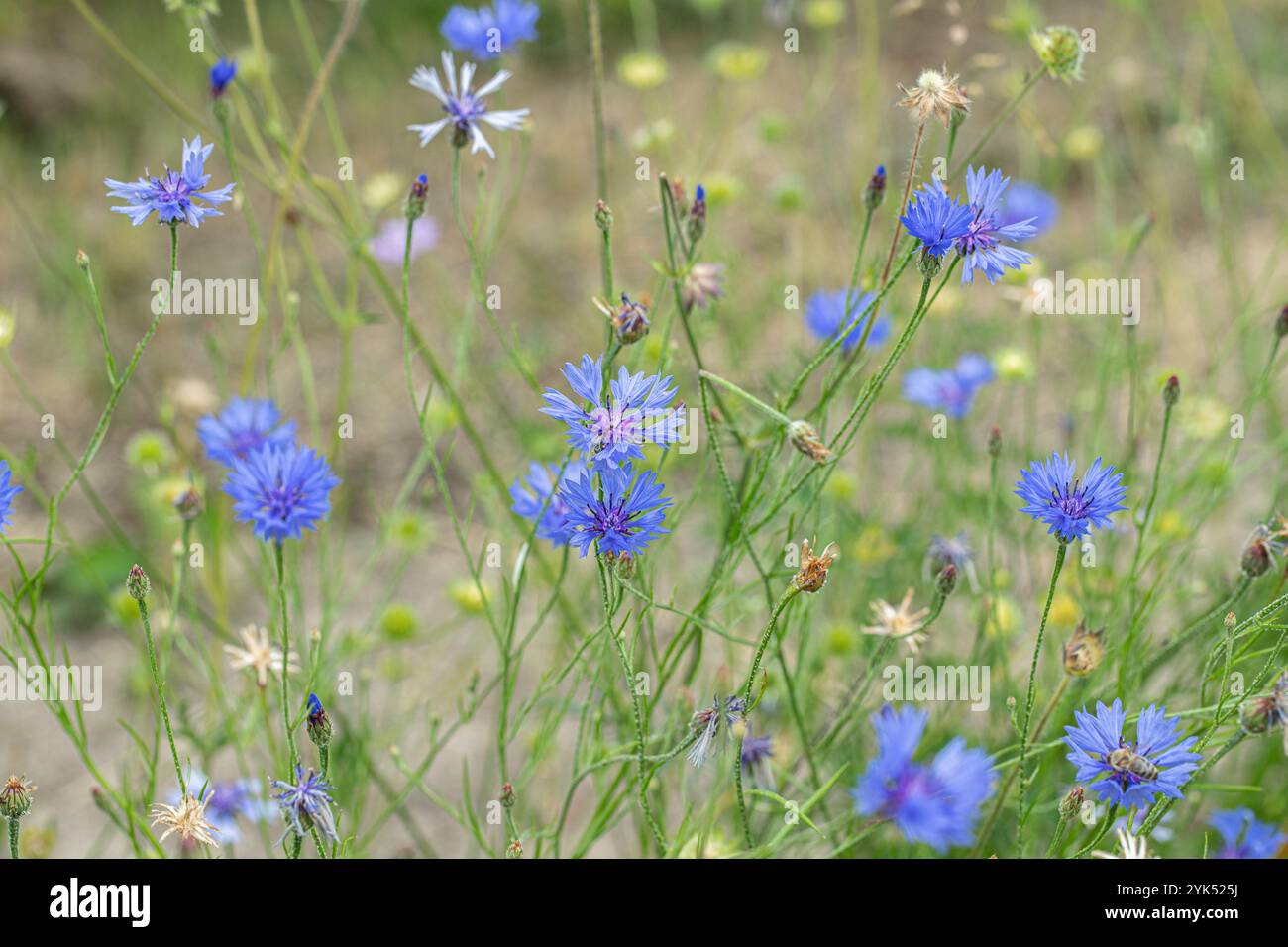 Bleuets bleus (Centaurea cyanus). Banque D'Images