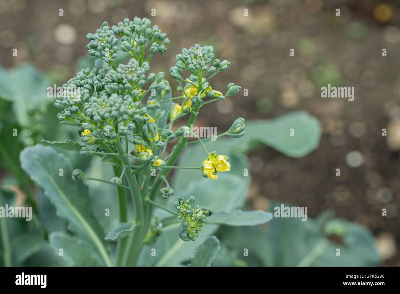 Bourgeons de brocoli (Brassica oleracea) près de sa floraison. Trop tard pour la récolte. Banque D'Images