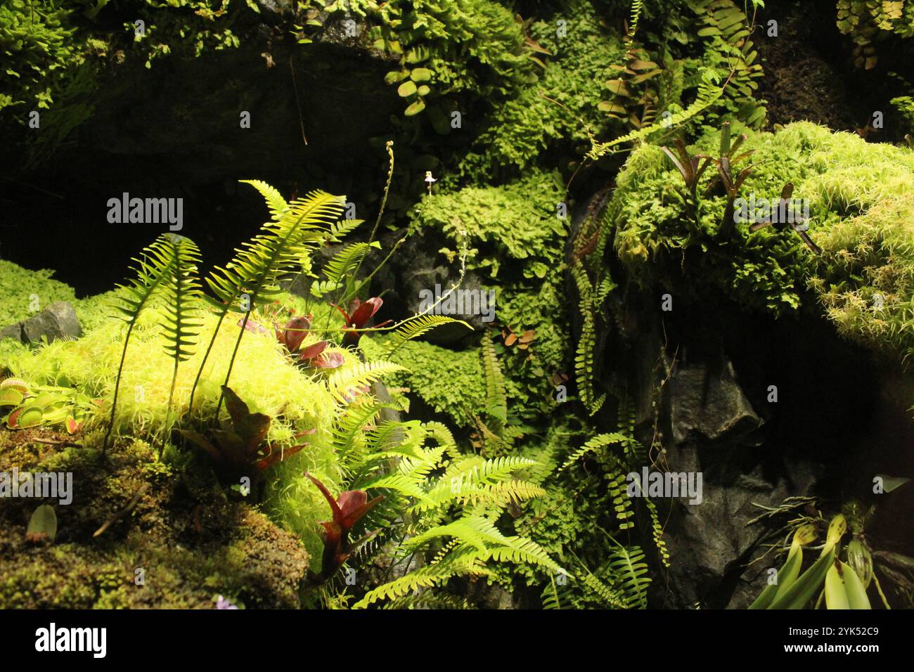 Herbe verte, fourrés, mousse, fougère dans l'aquarium. Organisation de la vie dans l'aquarium. Banque D'Images