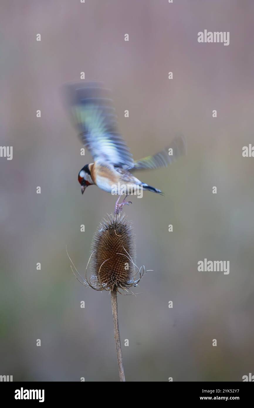 Un goldfinch carduelis carduelis en vol sur le point de descendre sur la tête d'un teasel Dipsacus fullonum avec le flou de mouvement des ailes Banque D'Images