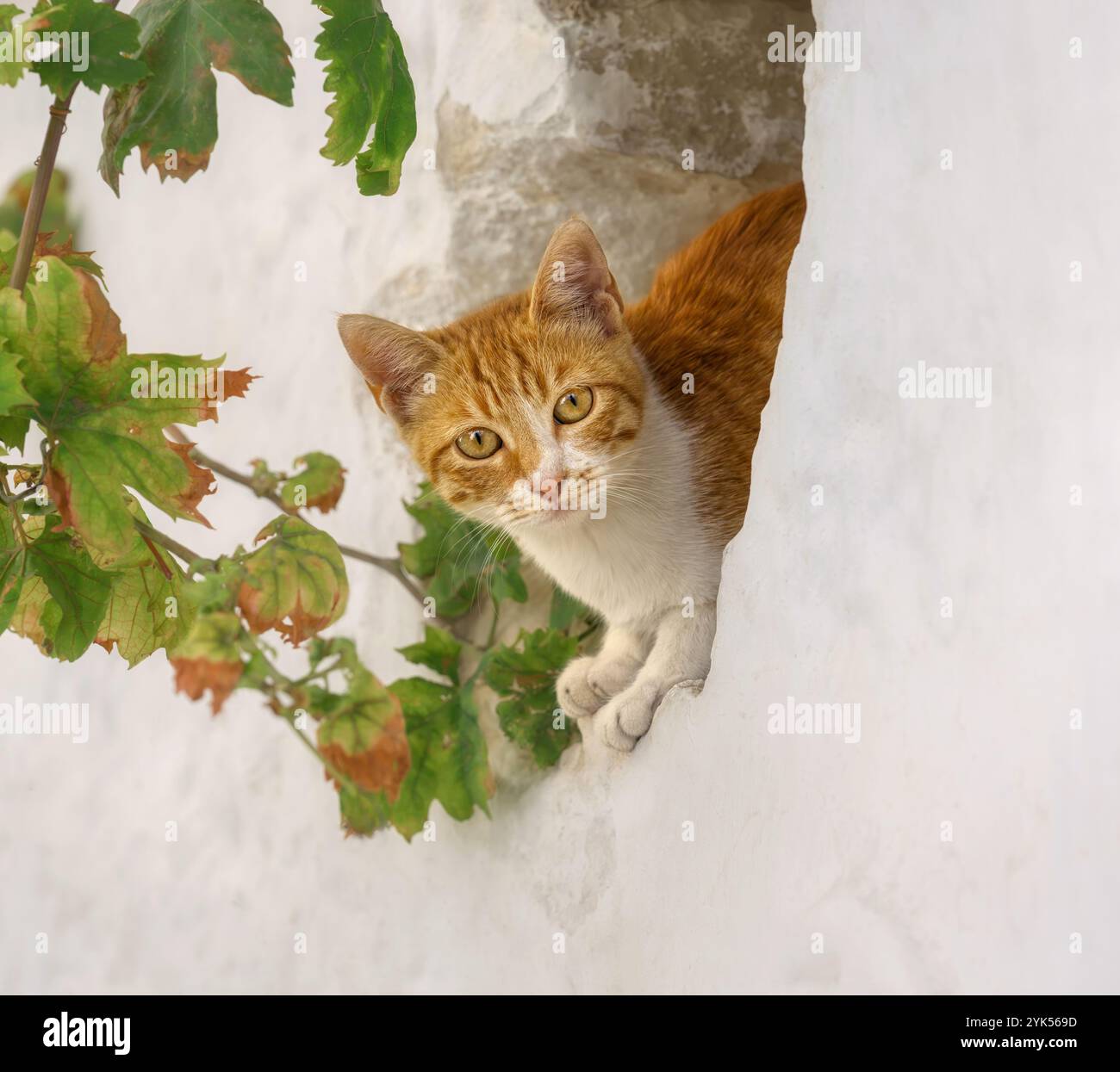 Jeune chaton chat mignon, bicolore rouge tabby avec blanc, regardant curieusement hors d'une cachette dans un trou de mur blanc avec des feuilles de vigne, Grèce Banque D'Images