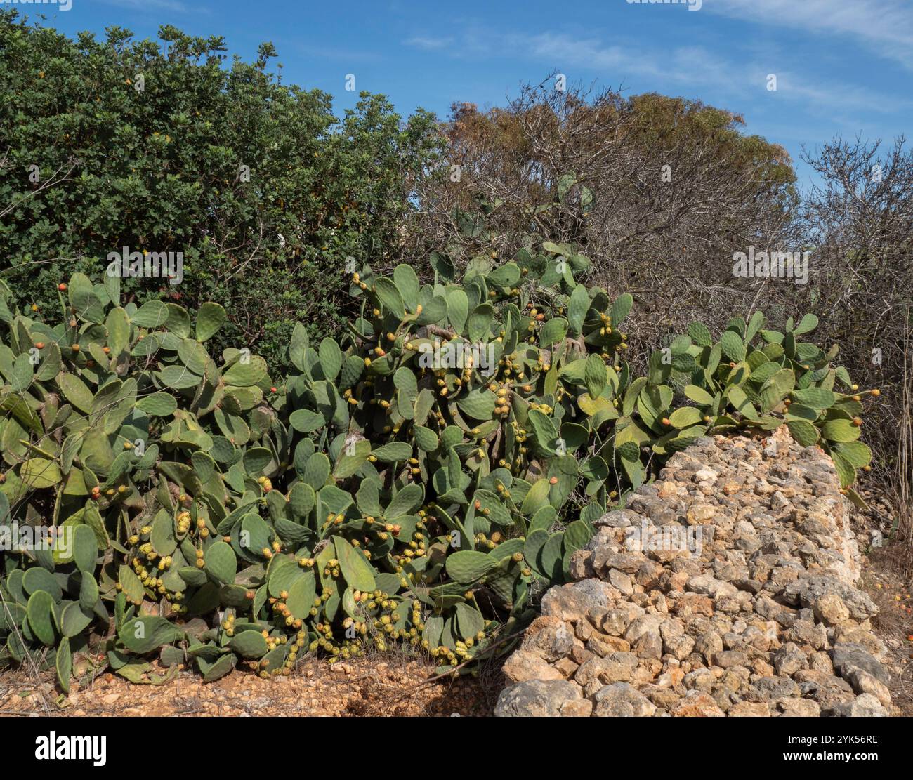 Plantes de cactus Banque D'Images