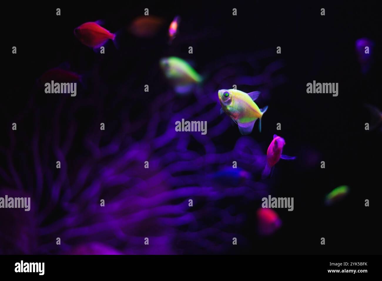 de petits poissons multicolores nagent dans l'aquarium Banque D'Images
