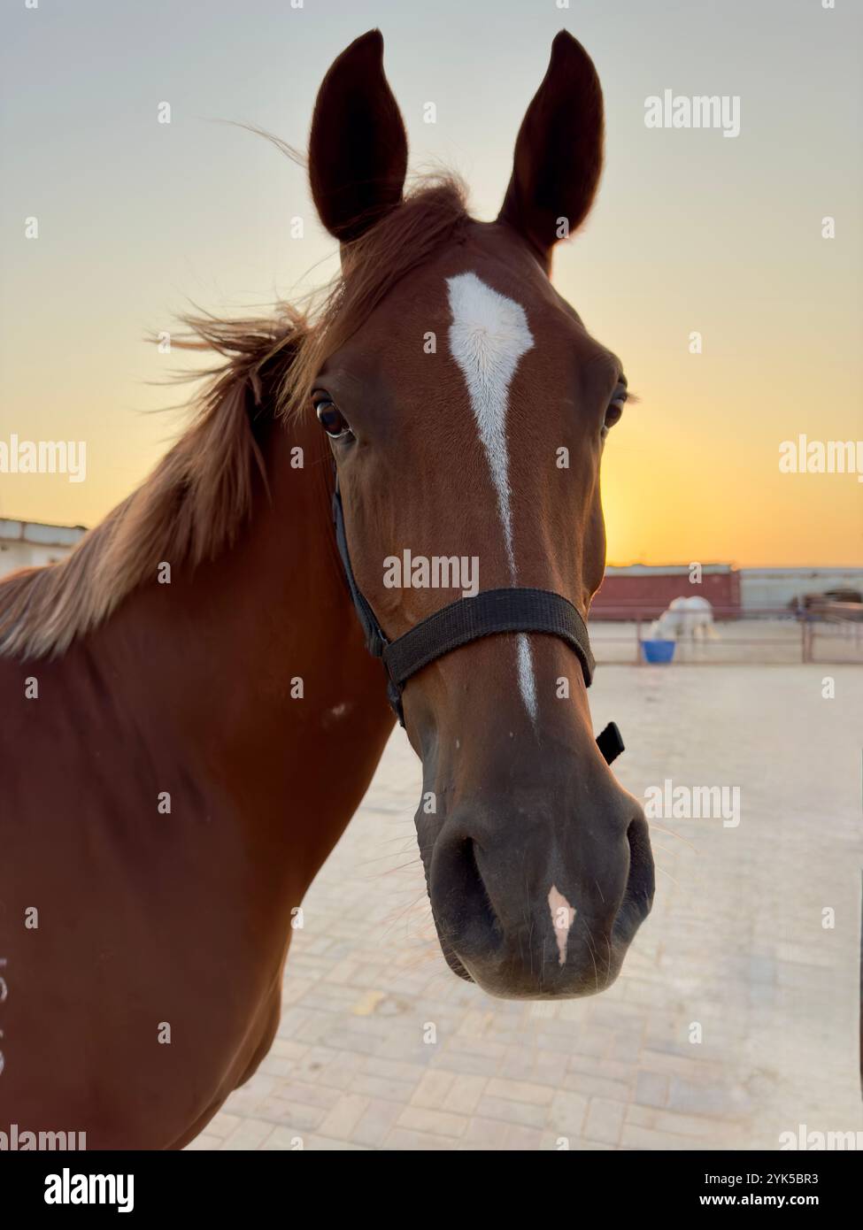 Portrait de cheval arabe dans le désert , l'un des meilleurs chevaux pour l'endurance, la compétition ou tout simplement comme un animal de compagnie amical , moyen-Orient - Image de stock capturée avec un smartphone