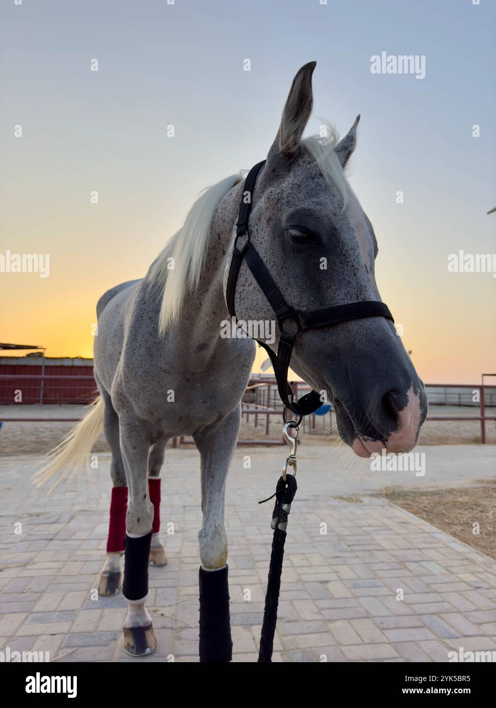 Portrait de cheval arabe dans le désert , l'un des meilleurs chevaux pour l'endurance, la compétition ou tout simplement comme un animal de compagnie amical , moyen-Orient - Image de stock capturée avec un smartphone
