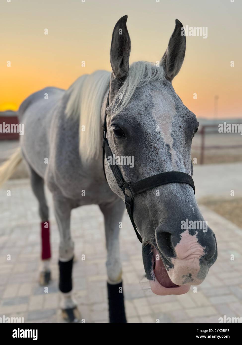 Portrait de cheval arabe dans le désert , l'un des meilleurs chevaux pour l'endurance, la compétition ou tout simplement comme un animal de compagnie amical , moyen-Orient - Image de stock capturée avec un smartphone