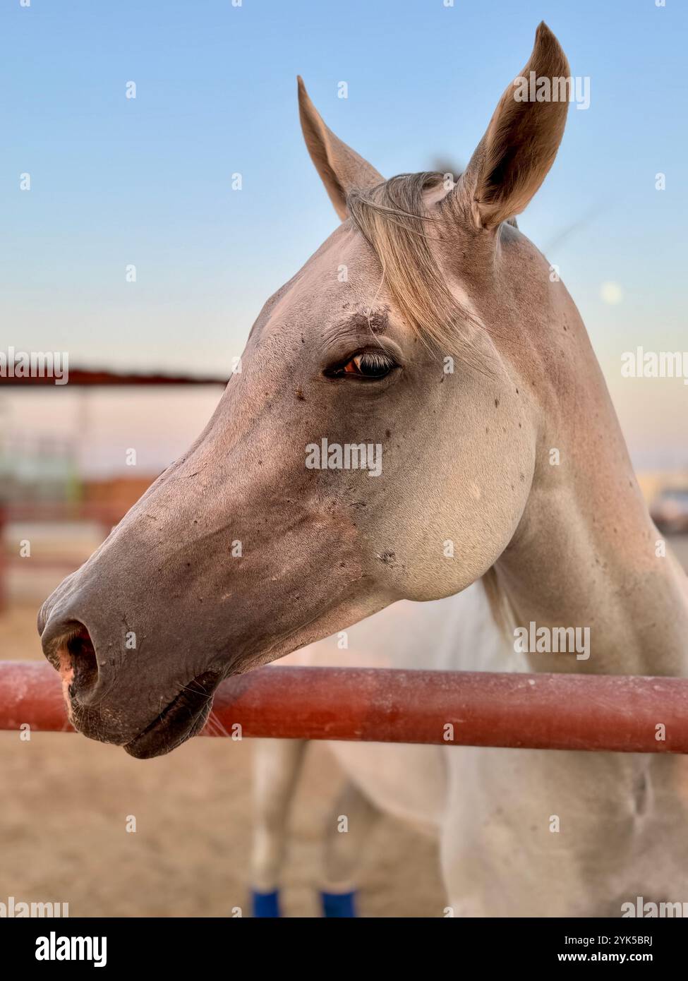 Portrait de cheval arabe dans le désert , l'un des meilleurs chevaux pour l'endurance, la compétition ou tout simplement comme un animal de compagnie amical , moyen-Orient - Image de stock capturée avec un smartphone