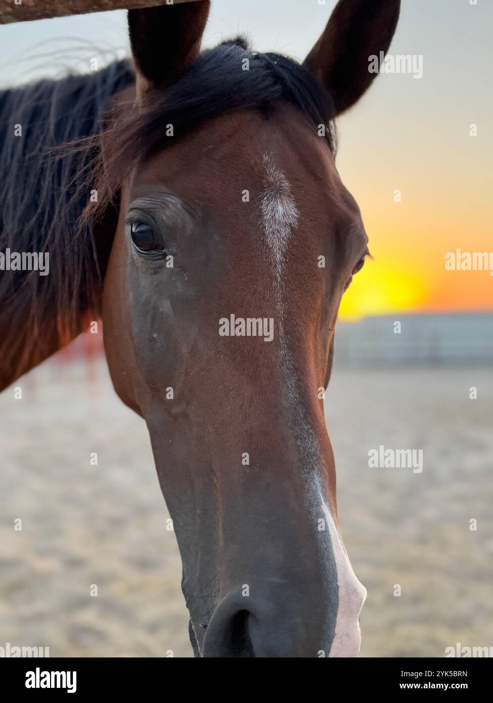 Portrait de cheval arabe dans le désert , l'un des meilleurs chevaux pour l'endurance, la compétition ou tout simplement comme un animal de compagnie amical , moyen-Orient - Image de stock capturée avec un smartphone