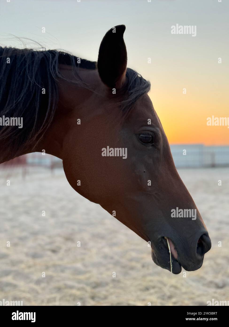 Portrait de cheval arabe dans le désert , l'un des meilleurs chevaux pour l'endurance, la compétition ou tout simplement comme un animal de compagnie amical , moyen-Orient - Image de stock capturée avec un smartphone