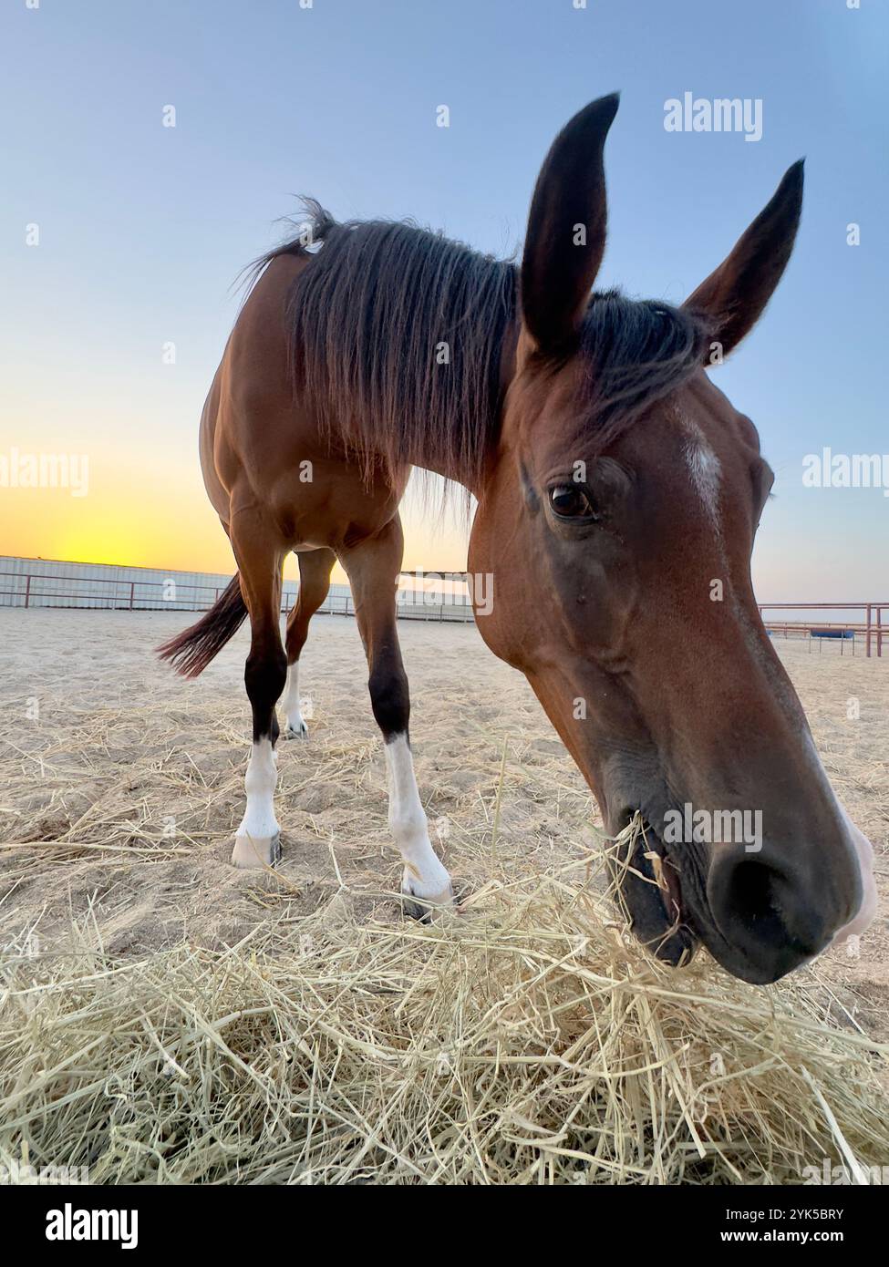Portrait de cheval arabe dans le désert , l'un des meilleurs chevaux pour l'endurance, la compétition ou tout simplement comme un animal de compagnie amical , moyen-Orient - Image de stock capturée avec un smartphone