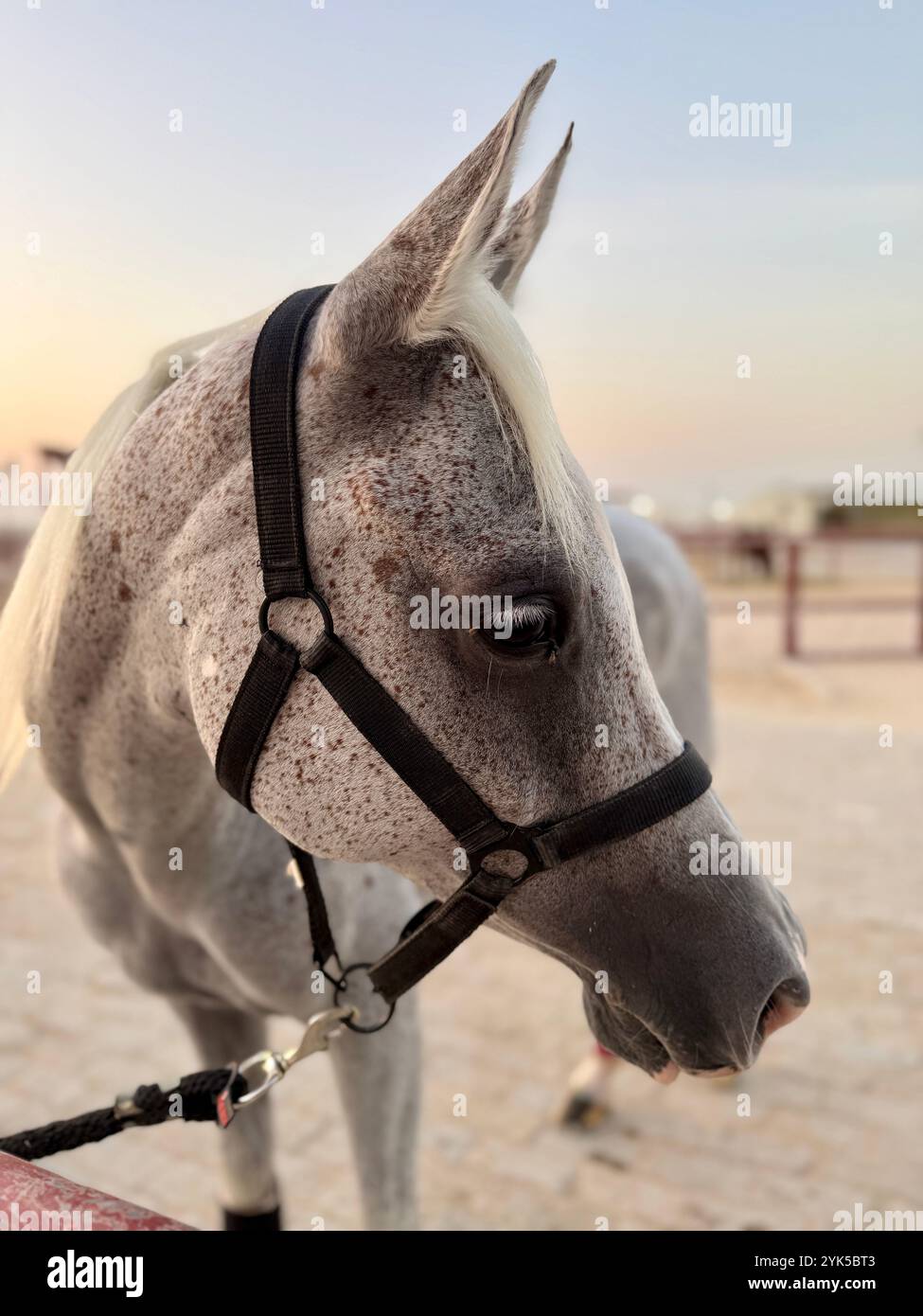 Portrait de cheval arabe dans le désert , l'un des meilleurs chevaux pour l'endurance, la compétition ou tout simplement comme un animal de compagnie amical , moyen-Orient - Image de stock capturée avec un smartphone