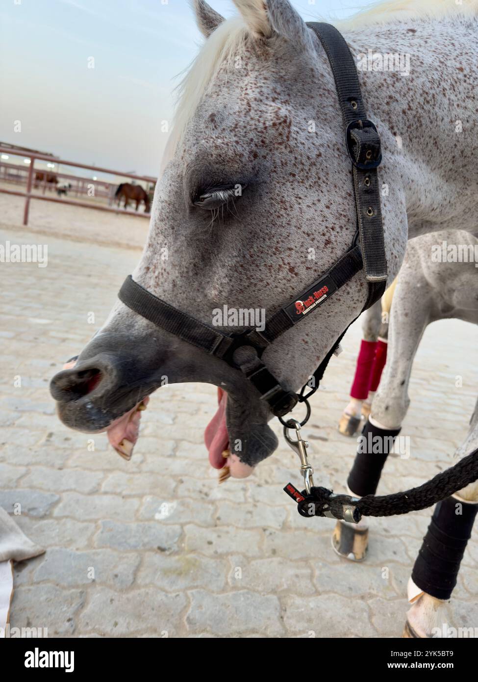 Portrait de cheval arabe dans le désert , l'un des meilleurs chevaux pour l'endurance, la compétition ou tout simplement comme un animal de compagnie amical , moyen-Orient - Image de stock capturée avec un smartphone