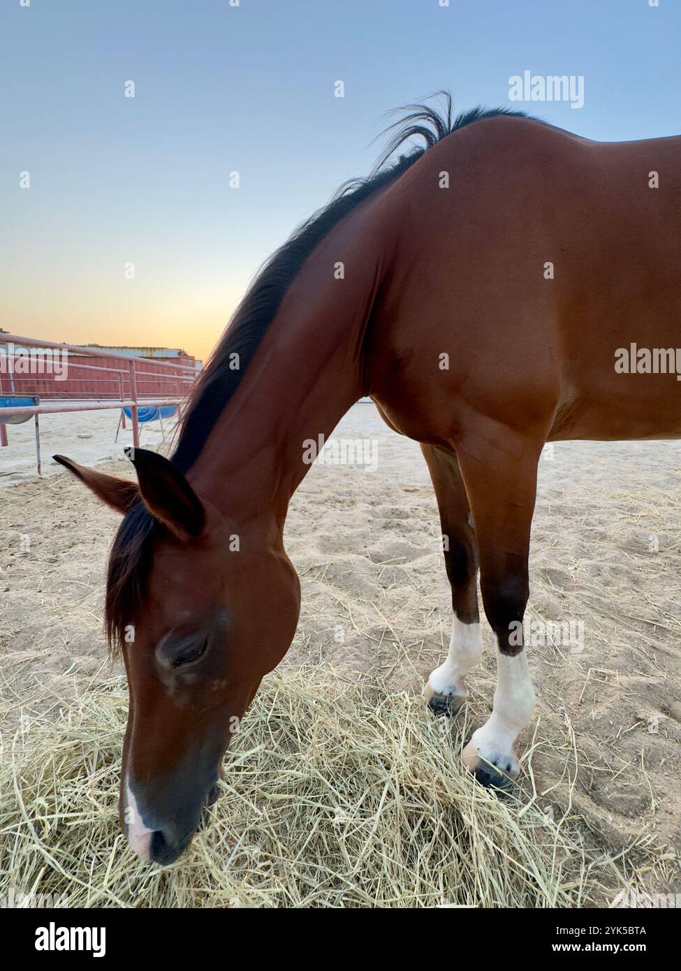 Portrait de cheval arabe dans le désert , l'un des meilleurs chevaux pour l'endurance, la compétition ou tout simplement comme un animal de compagnie amical , moyen-Orient - Image de stock capturée avec un smartphone
