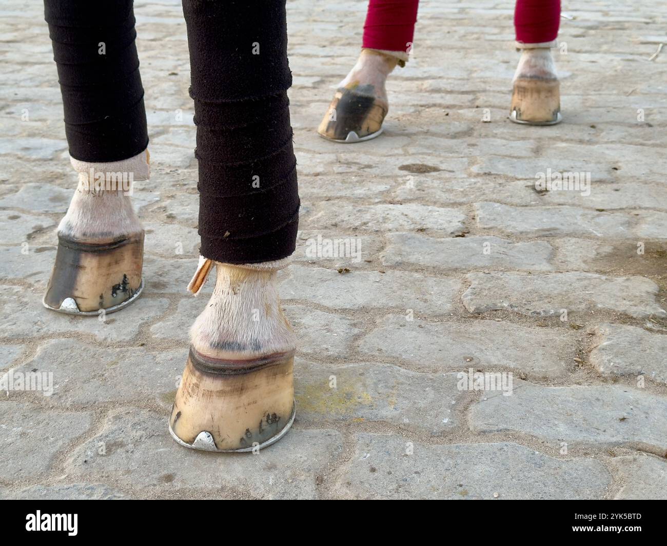 Pieds animaux - cheval arabe dans le désert , l'un des meilleurs chevaux pour l'endurance, la compétition ou simplement comme un animal de compagnie amical , moyen-Orient - Image de stock capturée avec un smartphone