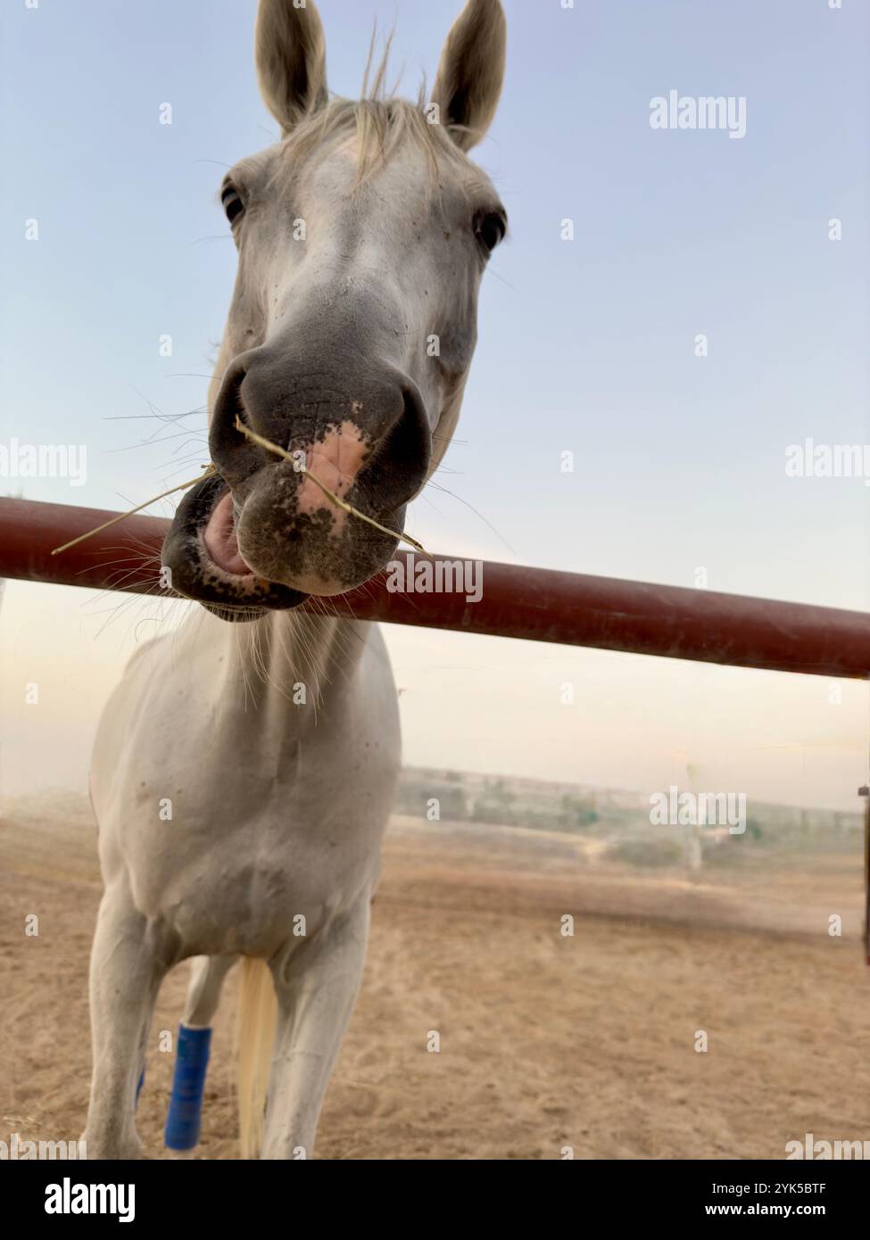 Portrait de cheval arabe dans le désert , l'un des meilleurs chevaux pour l'endurance, la compétition ou tout simplement comme un animal de compagnie amical , moyen-Orient - Image de stock capturée avec un smartphone