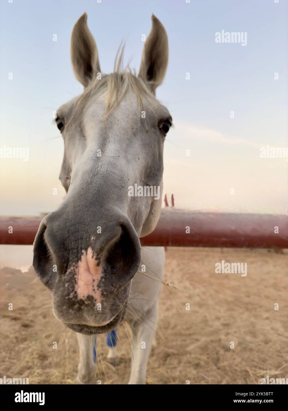 Portrait de cheval arabe dans le désert , l'un des meilleurs chevaux pour l'endurance, la compétition ou tout simplement comme un animal de compagnie amical , moyen-Orient - Image de stock capturée avec un smartphone