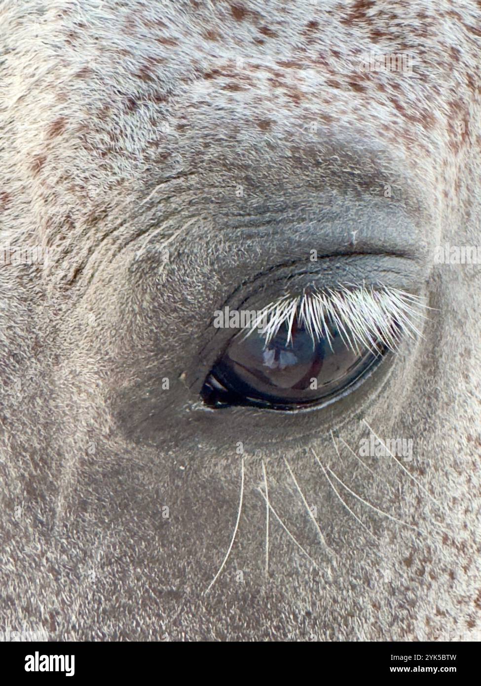 Partie animale - cheval arabe dans le désert , l'un des meilleurs chevaux pour l'endurance, la compétition ou tout simplement comme un animal de compagnie amical , moyen-Orient - Image de stock capturée avec un smartphone