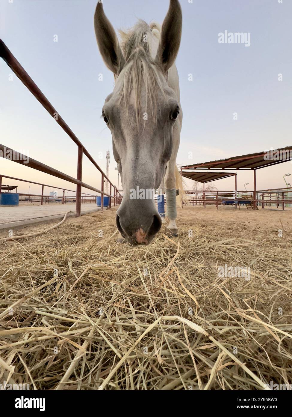 Portrait de cheval arabe dans le désert , l'un des meilleurs chevaux pour l'endurance, la compétition ou tout simplement comme un animal de compagnie amical , moyen-Orient - Image de stock capturée avec un smartphone