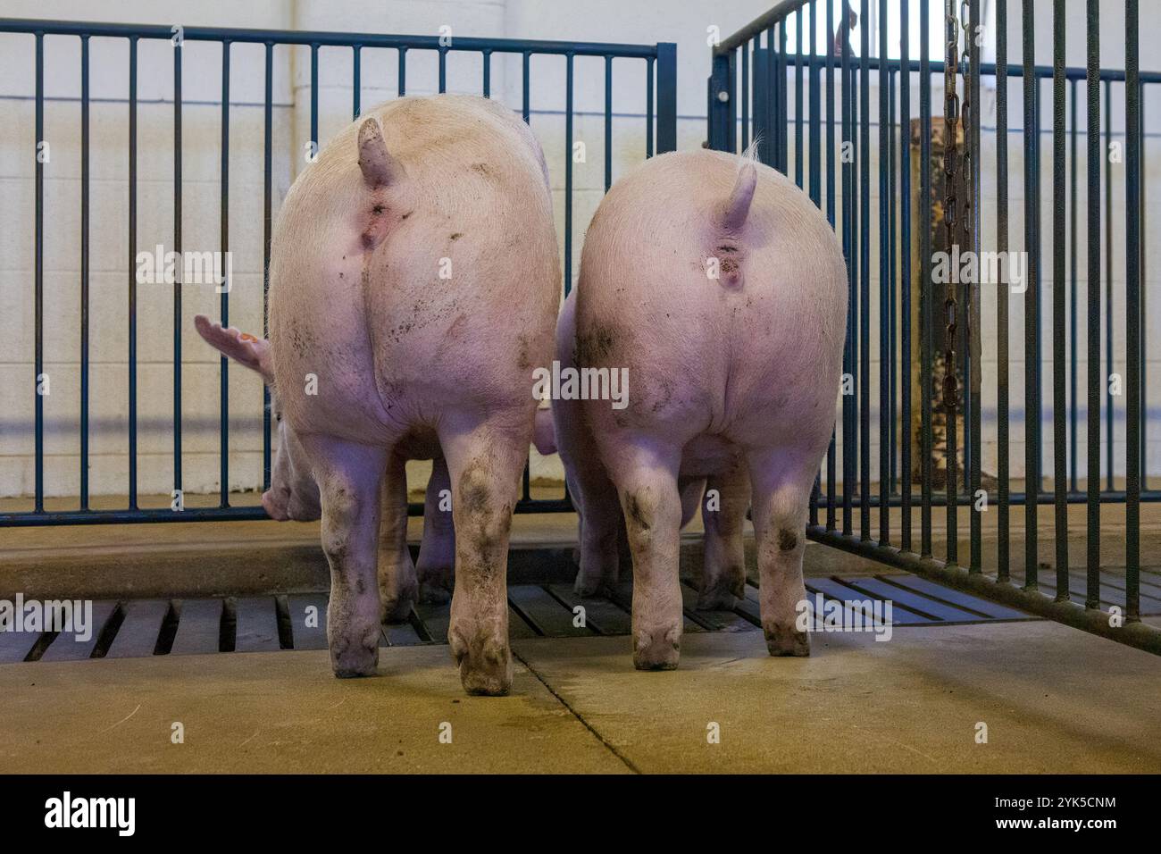 Deux porcs dans un porcin Pen avec leur dos à la caméra dans une ferme Banque D'Images