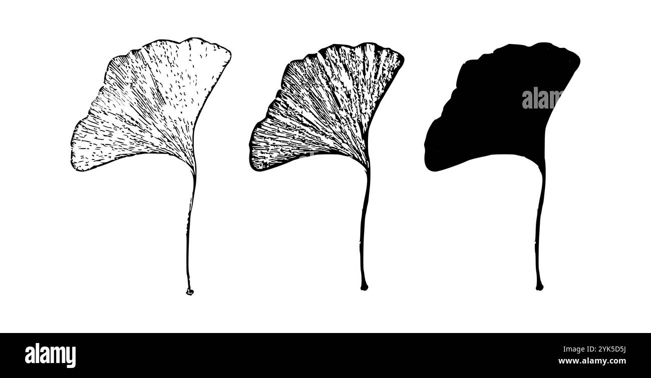 Graphique vectoriel d'art de ligne de feuille de Ginkgo biloba Illustration de Vecteur