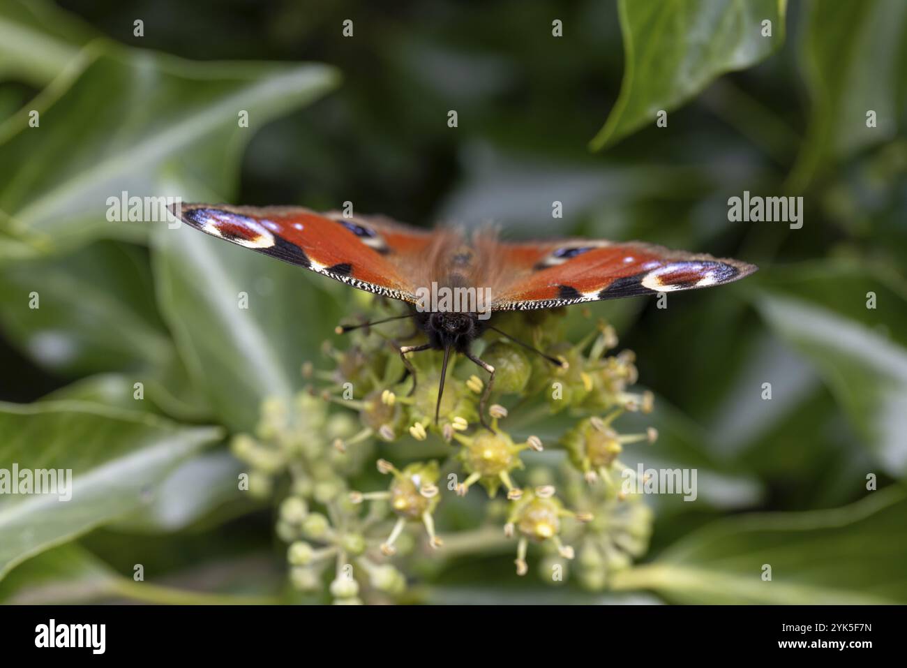 Papillon paon (Aglais io) sur fleur, St Abbs, Scottish Borders, Scotland, Grande-Bretagne Banque D'Images