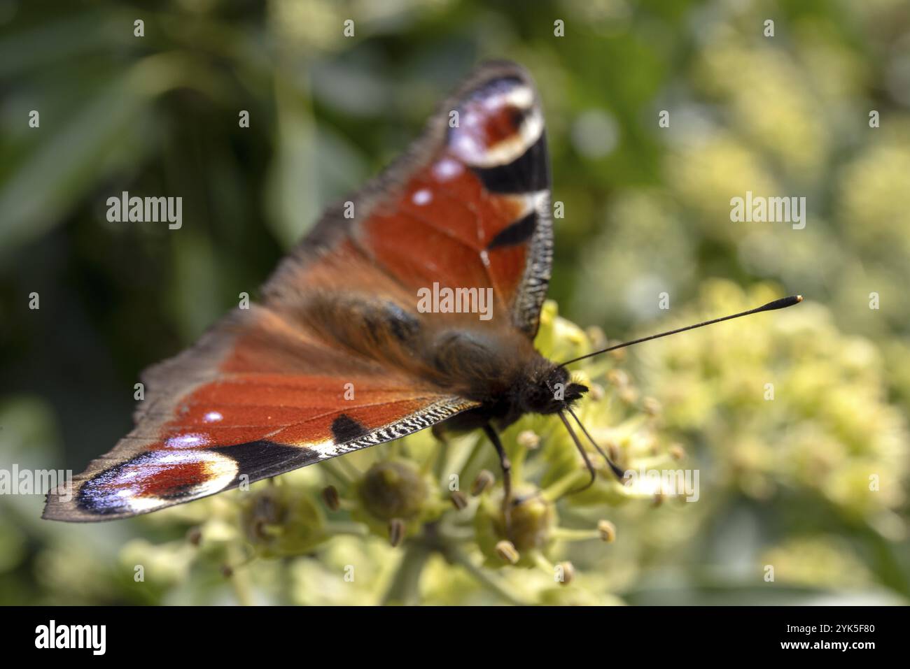 Papillon paon (Aglais io) sur fleur, St Abbs, Scottish Borders, Scotland, Grande-Bretagne Banque D'Images