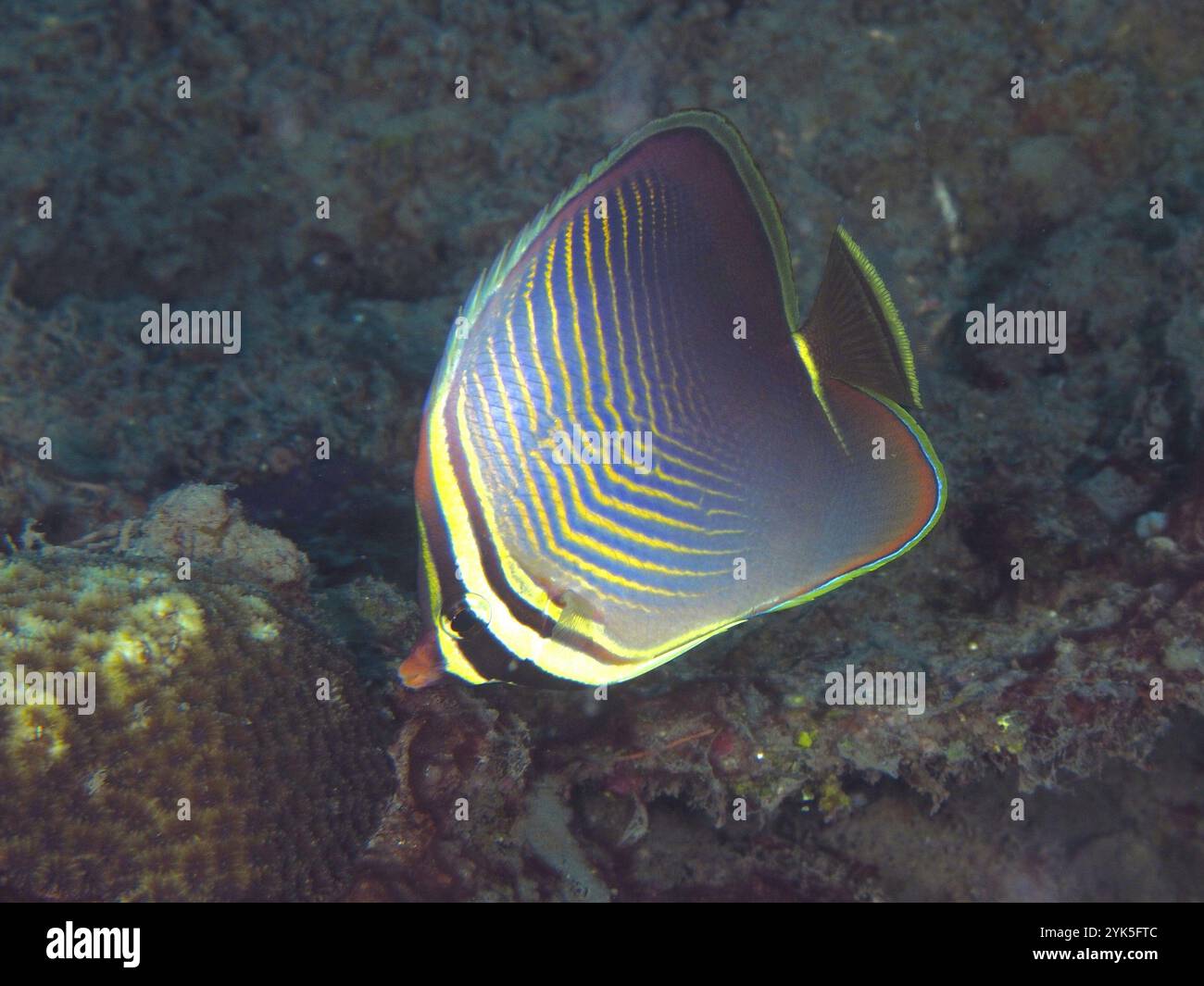 Poisson jaune-violet avec motif rayé, poisson papillon baronne, poisson papillon triangle (Chaetodon baronessa), au-dessus d'un récif corallien, site de plongée Prapat, PE Banque D'Images