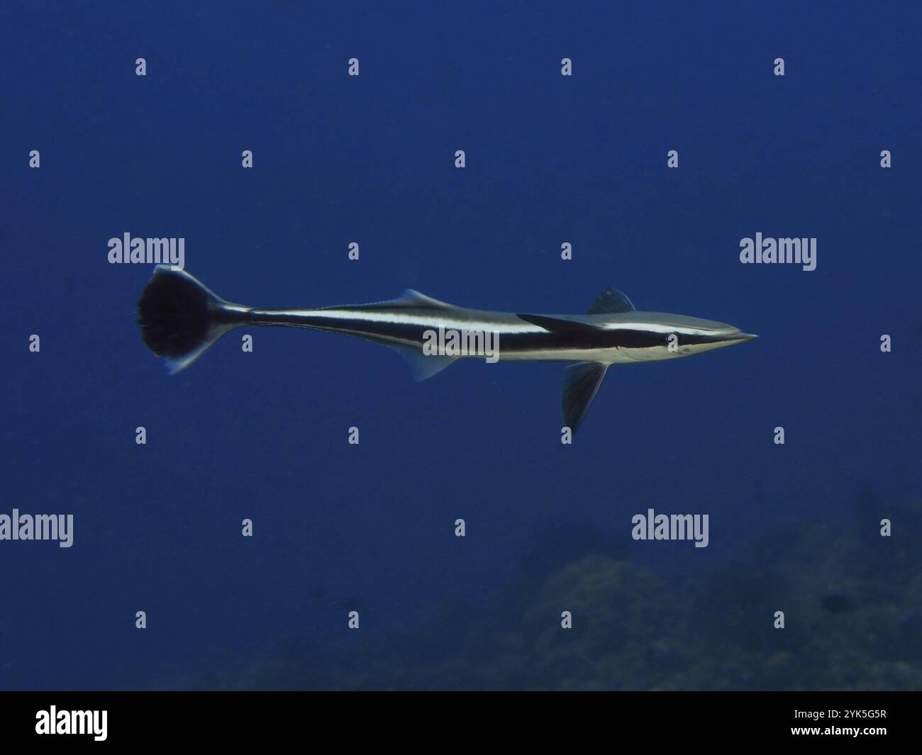 Un poisson fluvial, Live Sharksucker (Echeneis naucrates), nageant seul dans l'océan bleu profond, site de plongée Twin Reef, Penyapangan, Bali, Indonésie, A Banque D'Images