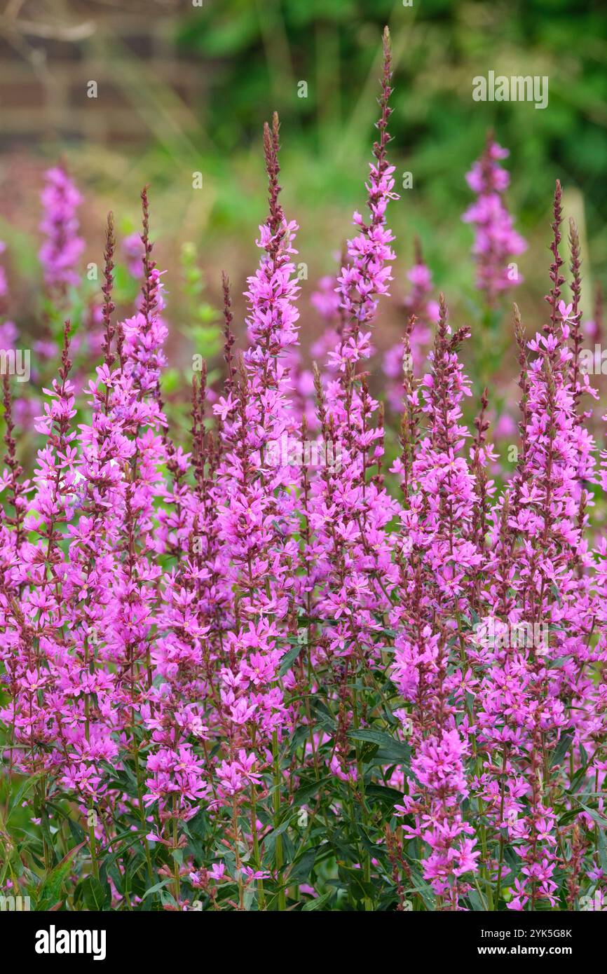 Lythrum virgatum Dropmore Purple, Lythrum salicaria Dropmore Purple, baguette loosestrife Dropmore Purple, pointes rougeâtre-violet de fleurs en été Banque D'Images