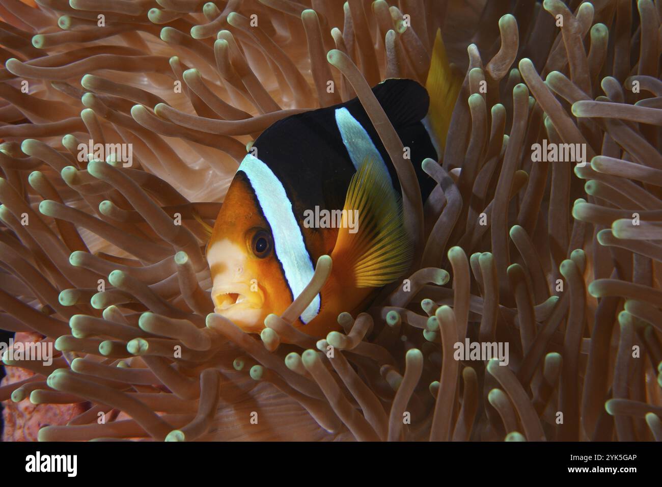 Un poisson-clown, l'anémonefish de Clark (Amphiprion clarkii), entouré par les tentacules d'une anémone de mer, site de plongée Toyapakeh, Nusa Ceningan, Nusa Penida, Banque D'Images