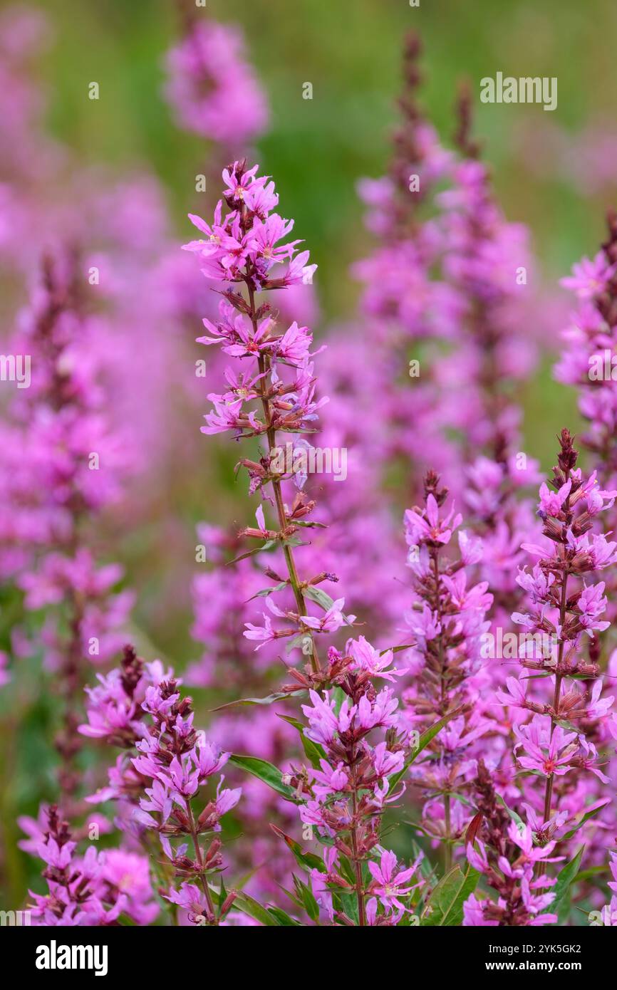 Lythrum virgatum Dropmore Purple, Lythrum salicaria Dropmore Purple, baguette loosestrife Dropmore Purple, pointes rougeâtre-violet de fleurs en été Banque D'Images