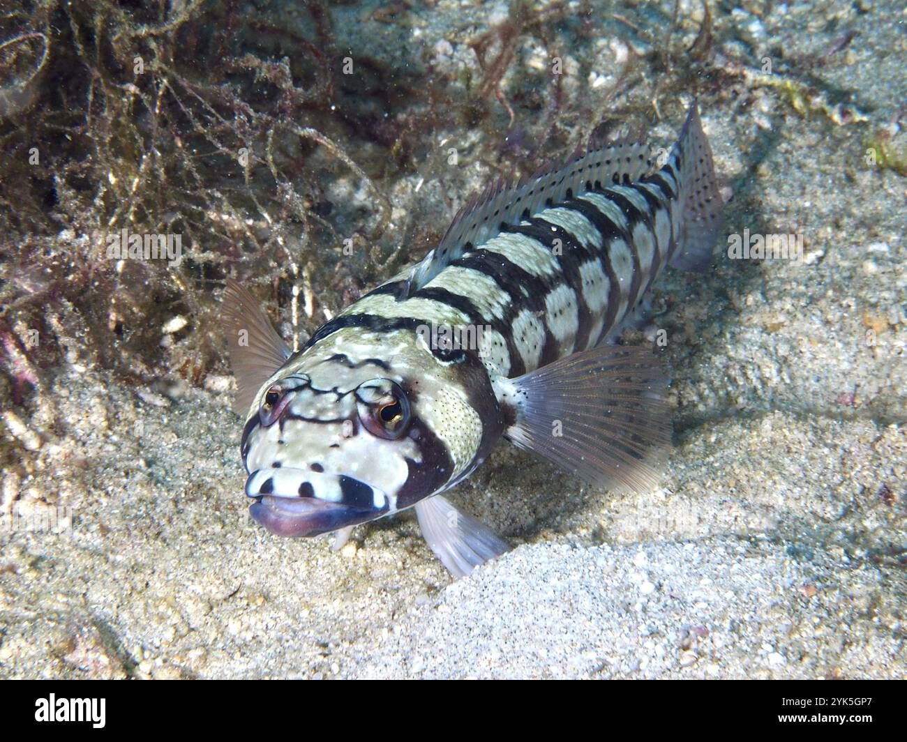 Gros plan d'un poisson rayé, bar de sable rayé (Parapercis tetracantha), montrant des détails et des motifs vifs sur un fond sablonneux, site de plongée Gondol Ree Banque D'Images