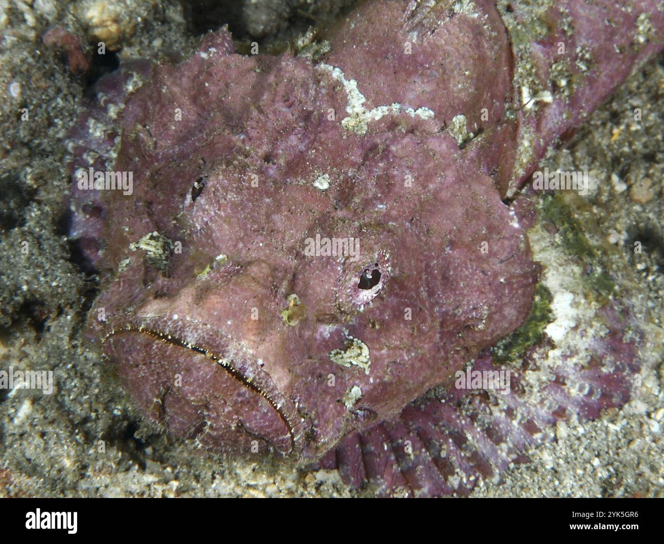 Portrait de Scorpback à bosse (Scorpaenopsis diabolus), site de plongée Pidada, Penyapangan, Bali, Indonésie, Asie Banque D'Images