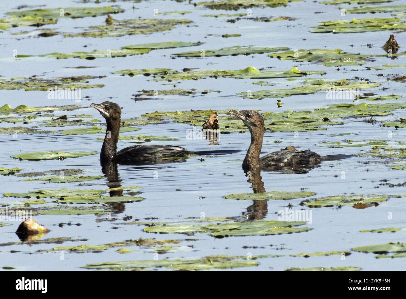 Pygmée Cormorant deux oiseaux nageant côte à côte dans l'eau gauche regardant Banque D'Images