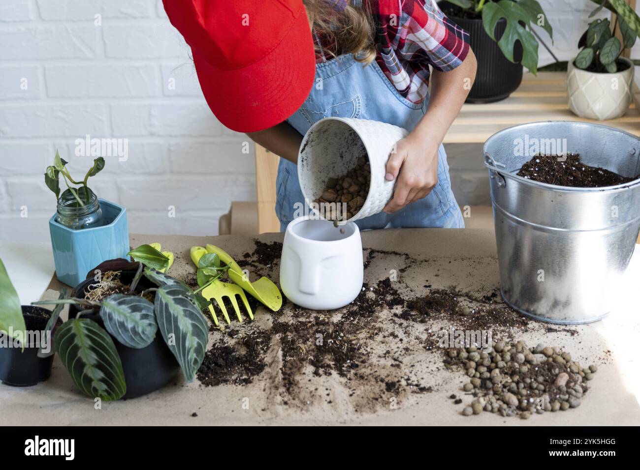 Fille répliquant une plante de maison en pot Maranta dans un nouveau sol avec drainage. Une variété rare Marantaceae leuconeura Massangeana soin des plantes en pot, main spri Banque D'Images