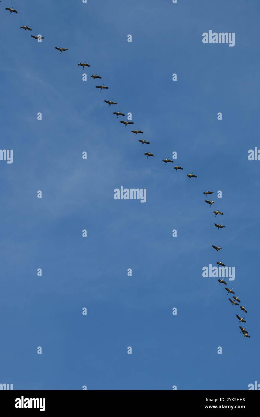 Oiseaux en longue ligne volant dans le ciel bleu dans une formation élégante, grues, Gruidae, en route vers le sud Banque D'Images