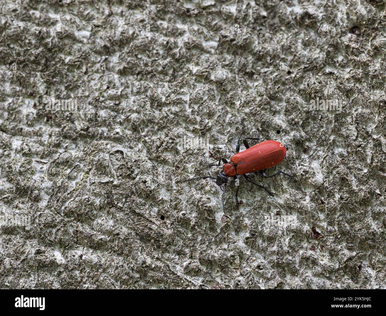 Coléoptère cardinal à tête noire (Pyrochroa coccinea), assis sur un tronc d'arbre, Allemagne, Europe Banque D'Images