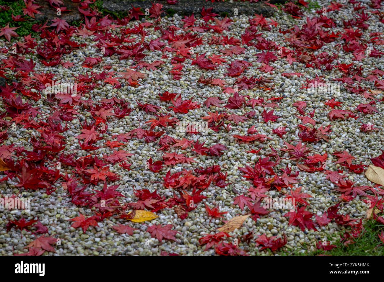 Le jardin d'Albert Kahn. Vue des feuilles d'érable rouge sur le sol en automne Banque D'Images